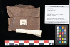 Foto (Objekt + Etikett) von Poacites rigidus Heer (NHMW-GEO-2024-0188-0381)